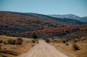 Fototapeta premium Landscape of country road with beech forest in mountain in autumn, in Tejera Negra, Cantalojas, Guadalajara, Spain