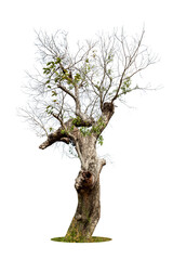 The tree grows alone a white background. Leaves fall and fall like life begins again.