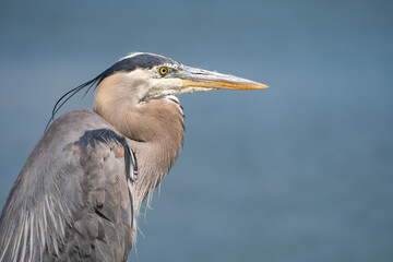 Close-up of Great blue heron (Ardea cinerea) against a blue background. 