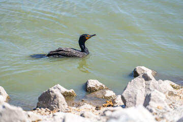 A double-crested cormorant (Phalacrocorax Auritus)  swimming in the lake.	