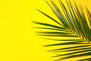 Green tropical palm leaf on color background