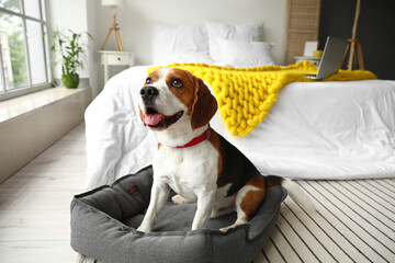 Cute Beagle dog with pet bed in bedroom