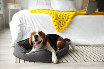 Cute Beagle dog lying in pet bed at home