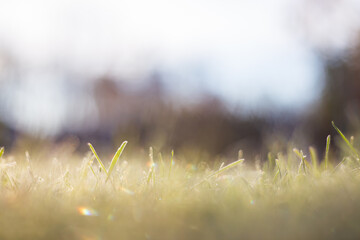 Natural strong blurry background of green grass blades close up. Fresh grass meadow in sunny morning. Copy space