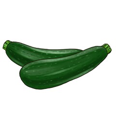 drawing green zucchinis, vegetable isolated at white background, hand drawn illustration