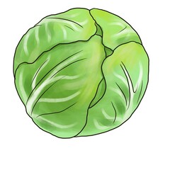 drawing cabbage , vegetable isolated at white background, hand drawn illustration