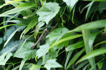 じっとして動かないカマキリ