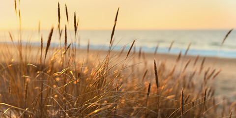 Fototapeta Baltic sea shore at sunset. Sand dunes, plants (Ammophila) close-up. Soft sunlight, golden hour. Environmental conservation, ecotourism, nature, seasons. Warm winter, climate change. Macrophotography obraz