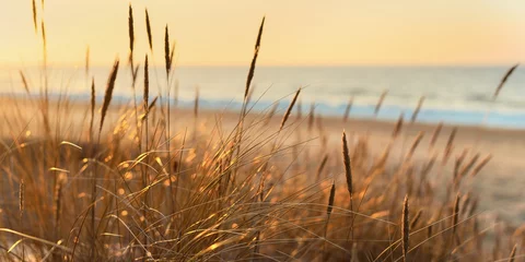 Fotobehang Baltische kust bij zonsondergang. Zandduinen, planten (Ammophila) close-up. Zacht zonlicht, gouden uur. Milieubehoud, ecotoerisme, natuur, seizoenen. Warme winter, klimaatverandering. Macrofotografie © Aastels