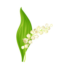 Lily of the valley. May lily beautiful fresh spring flower vector illustration