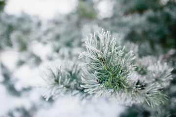 Frosted pine branch covered with snow. Close up. Winter forest