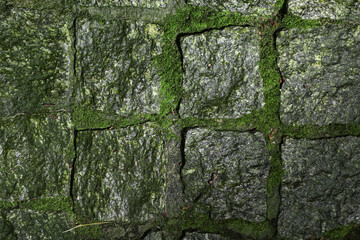 Green moss grown up cover stones and on road