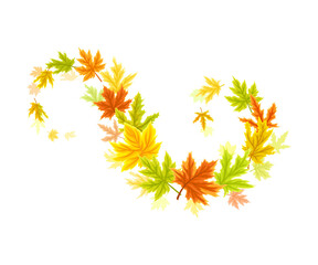 Maple Palmate Leaves of Bright Autumn Colour Arranged in Decorative Swirling Line Vector Illustration