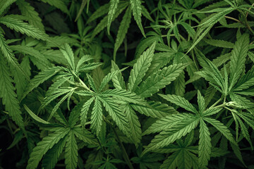 Fototapeta na wymiar Cannabis Laef