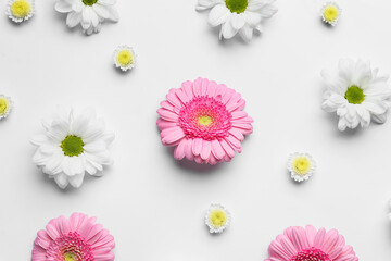 Different flowers on isolated on white background, closeup