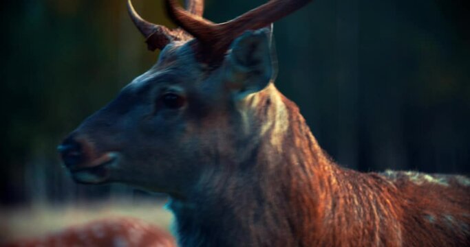 A male sika deer looks at the camera, then runs away. Wild animal, red deer. A very large plato of an animal. Reindeer rut. High quality 4k footage