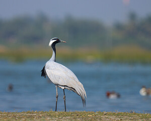 Demoiselle crane bird standing on the ground. Grus virgo. Crane bird.