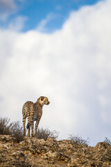 Cheetah Male walking along the riverbed in the Kgalagadi Transfrontier Park, South Africa