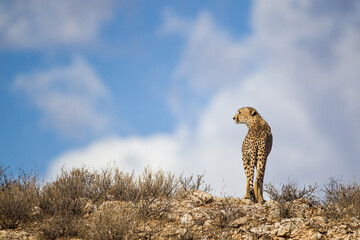 Cheetah Male walking along the riverbed in the Kgalagadi Transfrontier Park, South Africa