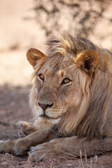 Young black-maned lion at a water hole in the Kalahari in South Africa