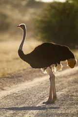 Wandcirkels aluminium A male ostrich walking along the road in the afternoon sun in the Kgalagadi, South Africa © wayne