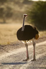 Foto op Aluminium A male ostrich walking along the road in the afternoon sun in the Kgalagadi, South Africa © wayne