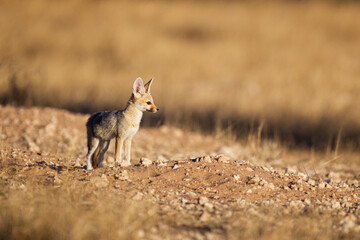 Cape Fox cub comes up from the borrow to play in the sun in the Kgalagadi, South Africa