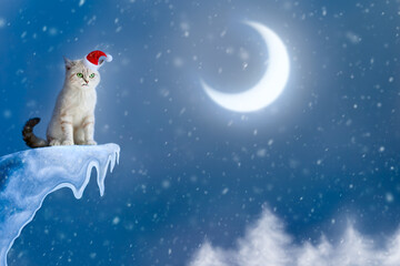 Obraz na płótnie Canvas Angry cat in santa hat on the cliff