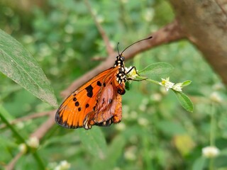 butterfly on a flower