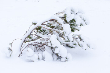 evergreen spruce with fresh snow on a white background. winter forest in the snow. nature
