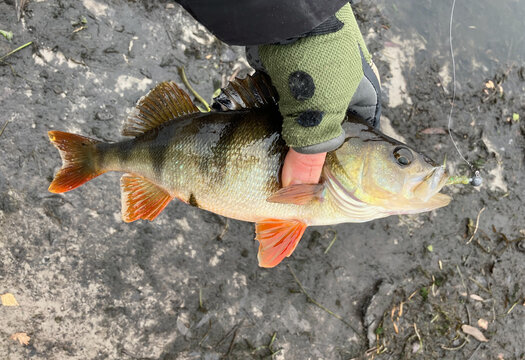 Caught perch in the hand of fisherman