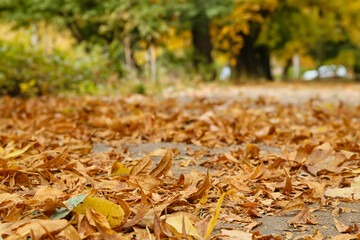 Autumn leaves on ground in city park