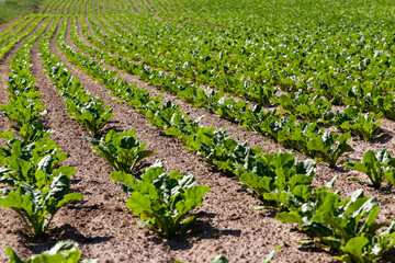 cultivation of sugar beet for the production