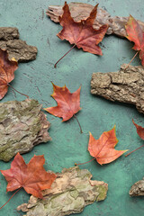Autumn maple leaves and tree bark on color background