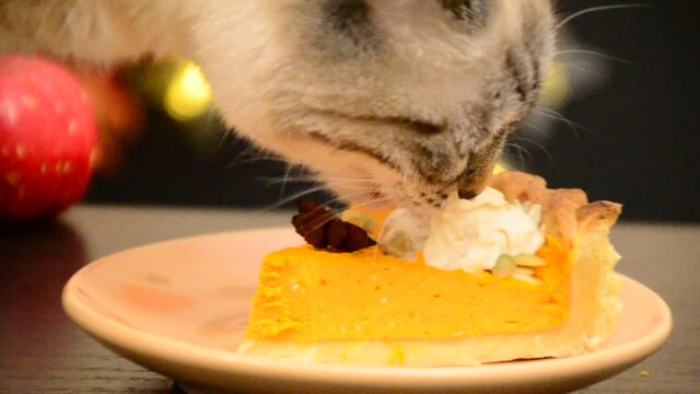 beautiful gray cat eats cake from the table during the holiday. A hungry domestic cat is sitting at a table at home.