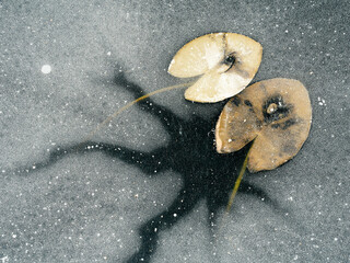 Leaves of water lilies frozen in ice of a lake.