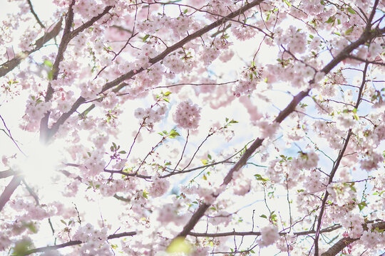 Hanami holiday. Pink sakura flower tree. Japanese sakura is a traditional symbol of female youth and beauty. Delicate blooming branch in sunny day. Spring pastel wallpaper. Symbol of japan. 