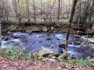 stream in the forest