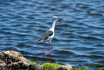 A black-winged stilt stands in the water. Aogu Wetlands Forest Park is developed as a base for eco-tourism, Wetlands Preservation ,and Environmental Education. Chiayi County, Taiwan
