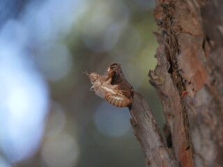 cicada