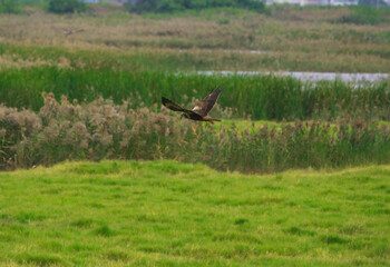 The Circus spilonotus ( Circus aeruginosus) flying in the wetland grassland. The Jiading Wetland are rich in grass and ecology. Kaohsiung City, Taiwan