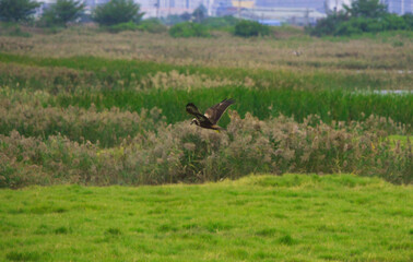 The Circus spilonotus ( Circus aeruginosus) flying in the wetland grassland. The Jiading Wetland are rich in grass and ecology. Kaohsiung City, Taiwan