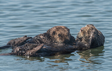 Fototapeta premium Sea otter