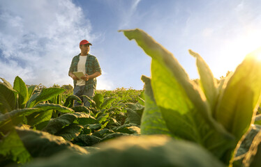 Agriculture technology farmer man using tablet computer analysis data. smart agriculturist working in tobacco farm industry with flare light in the morning and vintage tone © Attasit