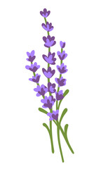 Fototapeta na wymiar A sprig of lavender. Bunch of lavender flowers isolated on a white background. Hand drawn vector illustration. A fragrant natural lavender decor. Beautiful design element for card, goods, cosmetic.