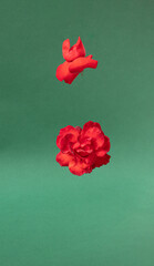 two fresh red roses flying in the air against green background. modern abstract art with copy space