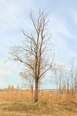 View of bare tree on autumn day