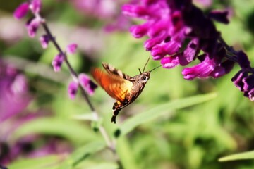 ホバリングで花の蜜を吸う