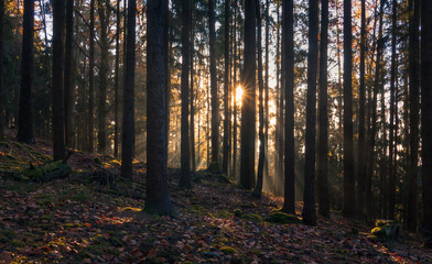 Autumn czech forest landscape with misty fog and sun beams shine through trees