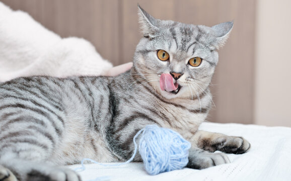 playful tabby cat lying on a bed next to a ball of yarn and licking itself, showing a tongue